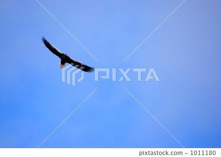 White-tailed eagle White-tailed eagle 1011180
