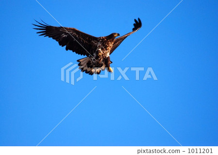 White-tailed eagle White-tailed eagle 1011201