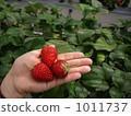 草莓採摘 1011737