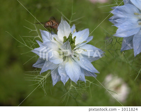 黑種子草（Nigella） 1011824
