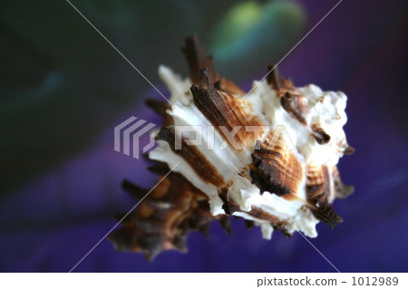 貝殼 單殼軟體動物殼 外殼 1012989