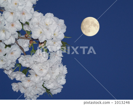 牡丹櫻 重瓣寒緋櫻 八重寒緋櫻 1013246