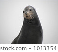 seal  1013354