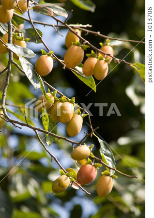 persimmon persimmon 1013706