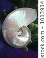 貝殼 單殼軟體動物殼 單個物件 1013914