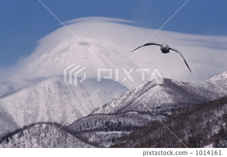 A snowy mountain cloud and a flying bird A snowy mountain cloud and a flying bird 1014161