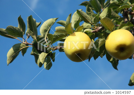 信濃金　　 1014597