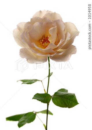 Rose 'Julia' 1014958
