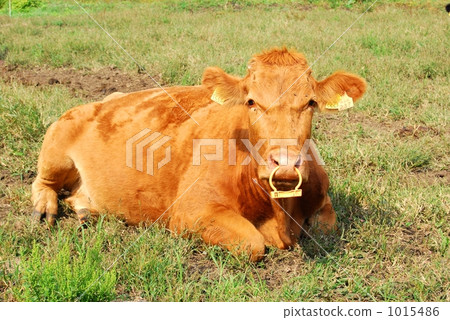 Red cattle Red cattle 1015486