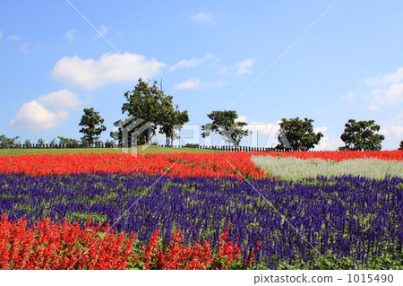 Hill of Salvia 1015490