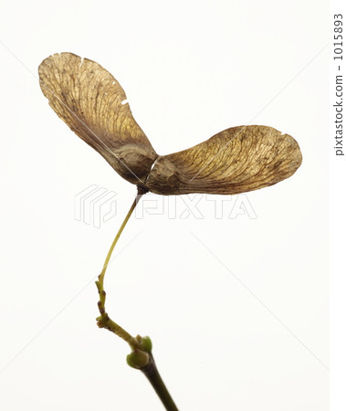 Wing game of Yamamomiji 1015893