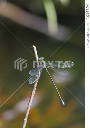 dragonfly, bug, insect 1015894