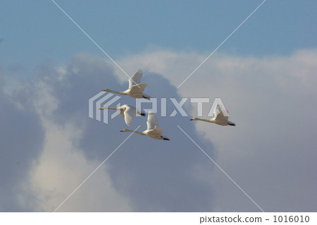 4翼 候鳥 天鵝 1016010