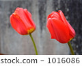 Tulip Tulip 1016086