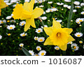 Trumpet daffodil Trumpet daffodil 1016087