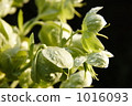 Christmas rose Christmas rose 1016093