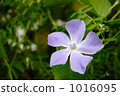 Tsuruoka Tsuruoka 1016095