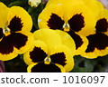 Pansy Pansy 1016097