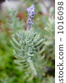 Rosemary	 Rosemary	 1016098