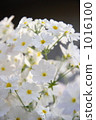 Primula Primula 1016100