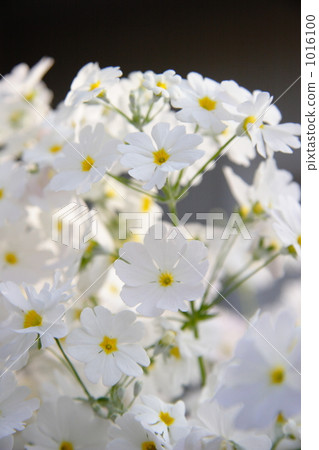 Primula Primula 1016100