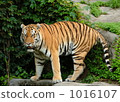 Amur Tora Amur Tora 1016107