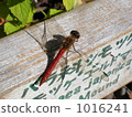 Dragonfly resting its wings Dragonfly resting its wings 1016241