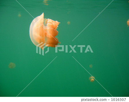 水母湖的炸玉米餅水母 1016307