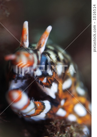 海鱔 鹹水魚 海水魚 1016514