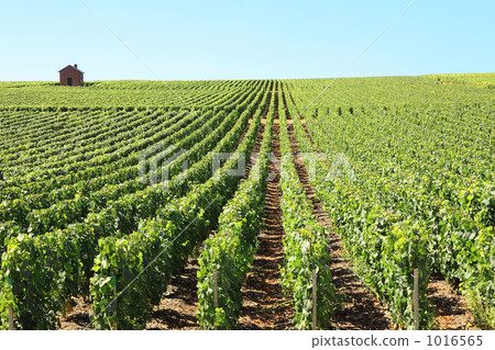 法國，香檳地區的葡萄園 1016565