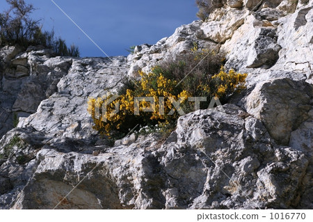 開花在一個岩石地方的黃色花 1016770