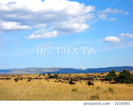 A group of Buffaloes A group of Buffaloes 1016893