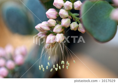 orpine, bud, crassulaceae 1017029