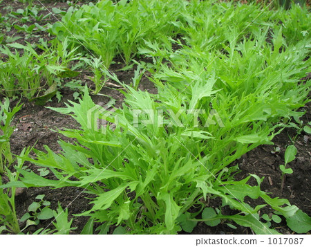 Mizuna in autumn Mizuna in autumn 1017087