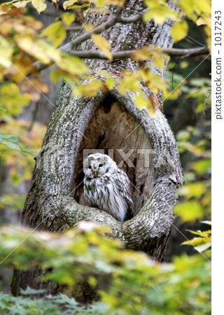 Ezo Owl "Autumn Bed" 1017243