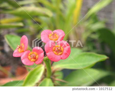 Hanakilin giving poisonous juice of succulent plants Hanakilin giving poisonous juice of succulent plants 1017512