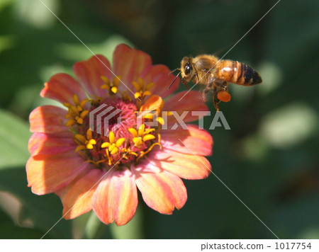 Honey hunter Honey hunter 1017754