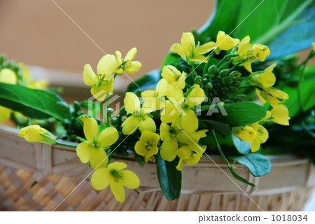 Rape blossoms 1018034