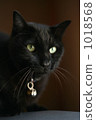 Black cat  1018568