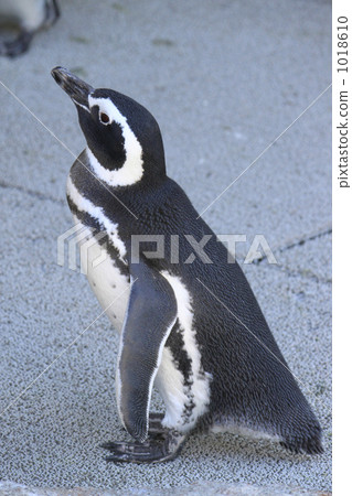 Magellan penguin 1018610