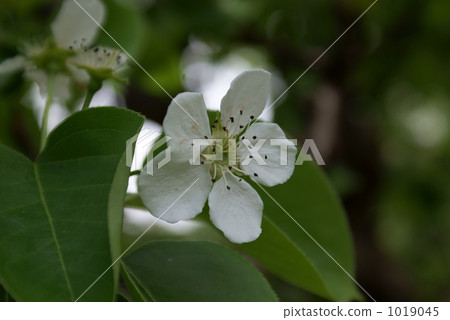 梨花 梨花 1019045