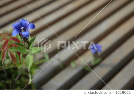 中國桔梗 1019061