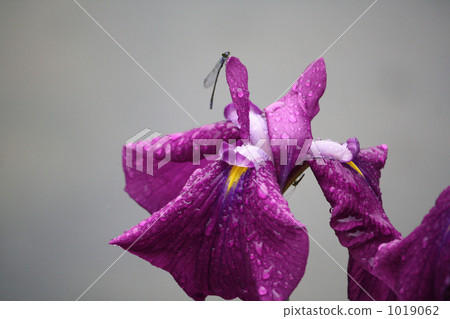 線程蜻蜓和虹膜 1019062