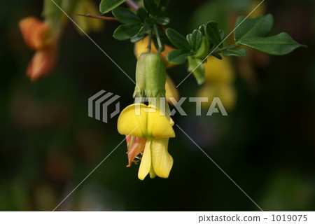 Musical sword Musical sword 1019075