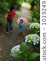 hydrangea, a walk, stroll 1019249