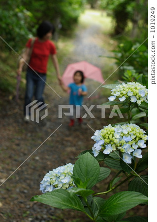 hydrangea, a walk, stroll 1019249