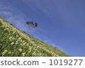 blue sky, daffodil, cloud 1019277