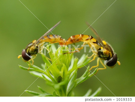 交配 交尾 食蚜蠅 1019333