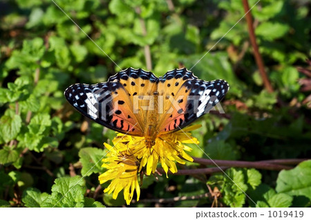 vanesscardui, nymphalid butterfly, taraxacum officinale 1019419