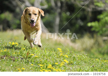 拉布拉多半島 毛孩 狗 1019758